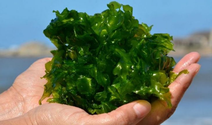 Las algas marinas pueden proporcionar antivirales para combatir el covid-19: estudio
