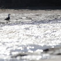 Más de 15 años esperando: organizaciones ciudadanas exigen tramitar las normas para la protección de las aguas del Río Aconcagua