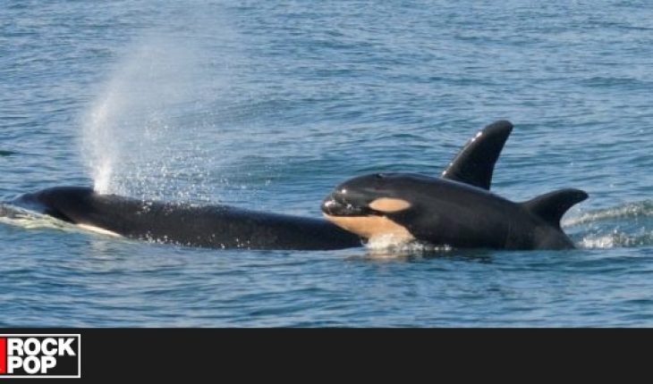Orca que nadó junto a su cría muerta durante 17 días en 2018, fue nuevamente madre