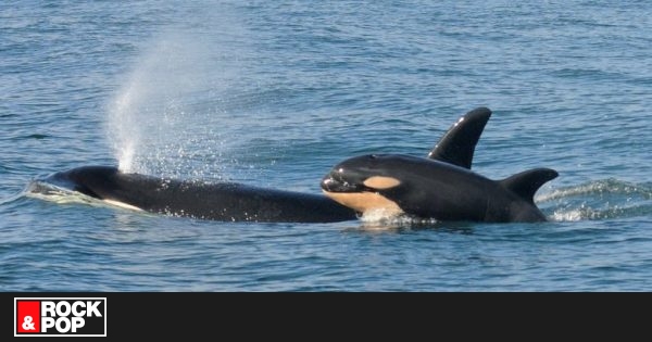 Orca que nadó junto a su cría muerta durante 17 días en 2018, fue nuevamente madre