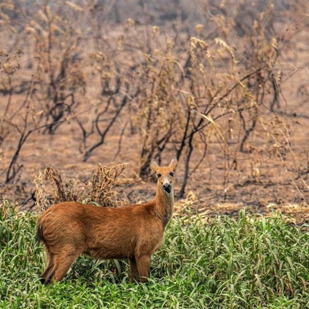 Por qué el Pantanal, mayor humedal del planeta, sufre los peores incendios de las últimas décadas