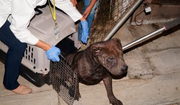 Rescatan a cuatro perritos que estaban en abandono en un domicilio de Morelia, Michoacán