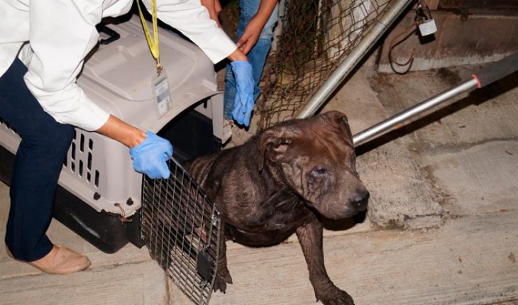Rescatan a cuatro perritos que estaban en abandono en un domicilio de Morelia, Michoacán