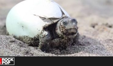 Rescataron a una especie de tortugas que estaban a punto de extinguirse