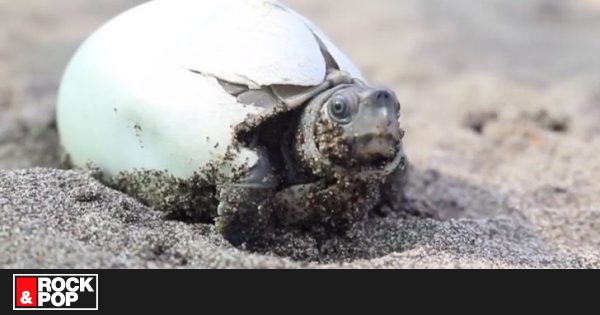 Rescataron a una especie de tortugas que estaban a punto de extinguirse