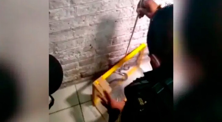 Víbora de cascabel muerde a paciente del hospital de Tláhuac (Video)