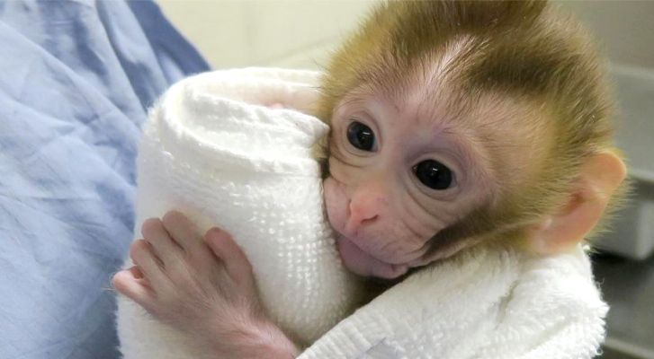 Warn of U.S. monkey shortage following high demand for covid-19 clinical trials