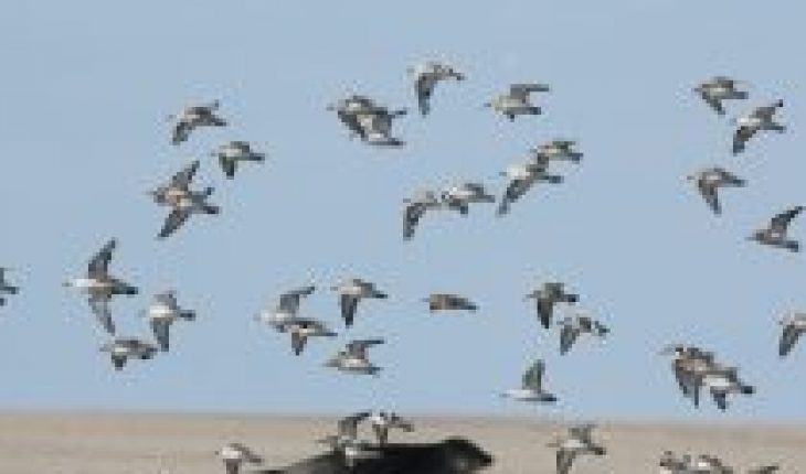 translated from Spanish: World Beach Bird Day: the importance of its conservation