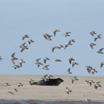 World Beach Bird Day: the importance of its conservation