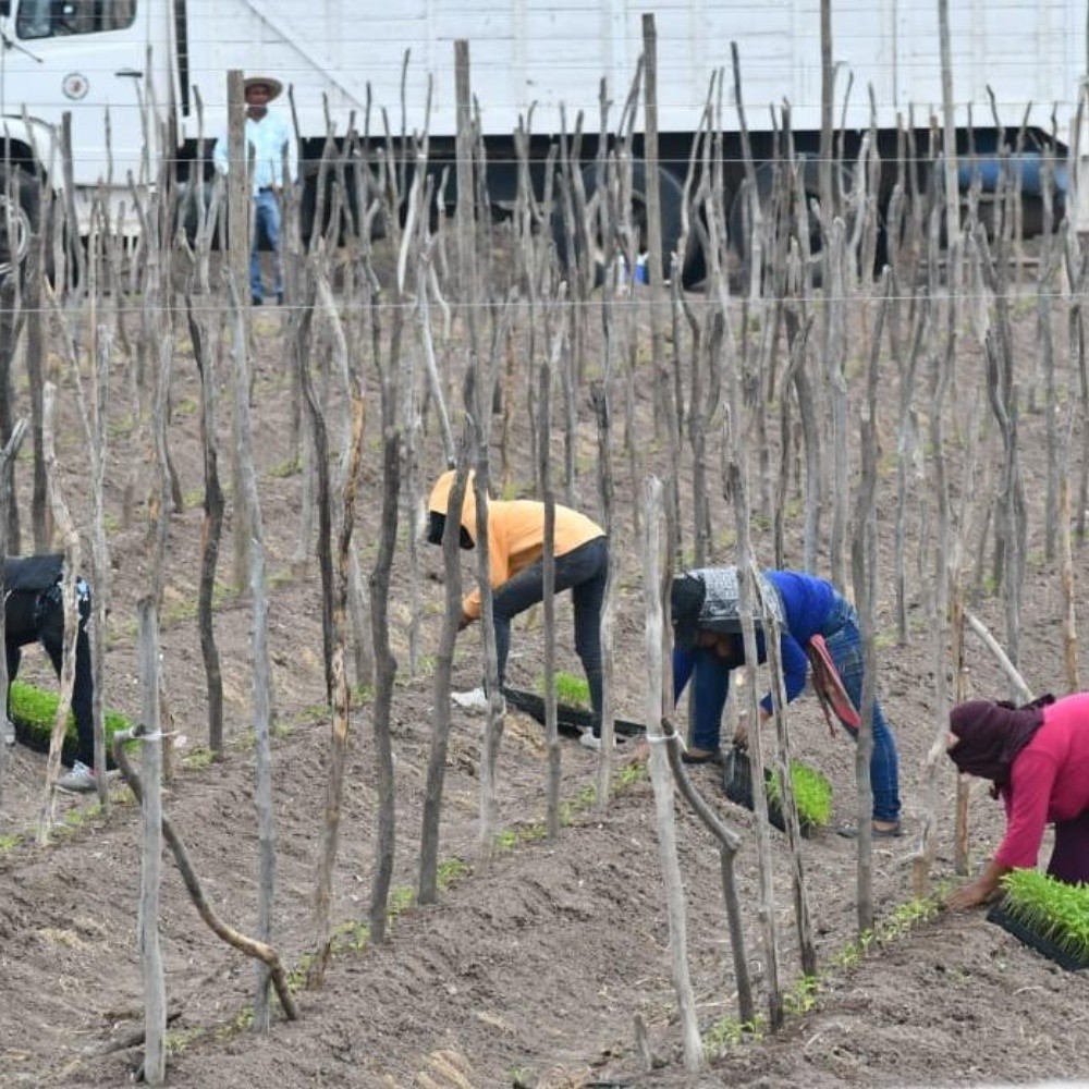 Avanza plantación de hortalizas en Sinaloa