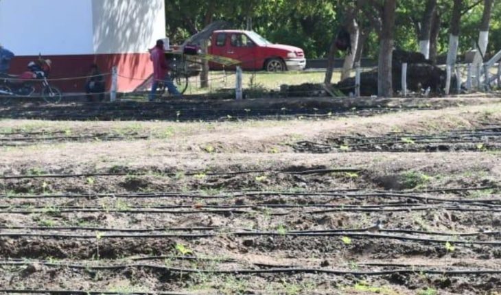 Ayuntamiento de Guasave inicia con tercer cultivo de girasoles