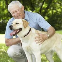 Diabetes, traumas y edad avanzada son las principales causas de la ceguera canina