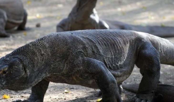 Dragón de Komodo abre sospechas de un Parque Jurásico