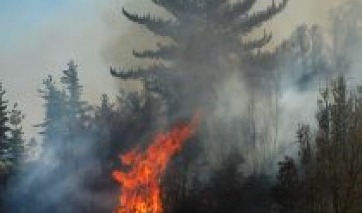 Gobierno declara estado preventivo de emergencia en regiones afectadas por incendios forestales hasta mayo 2021