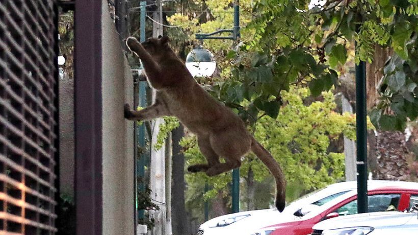 Guía oficial lo aconseja: si ve a un puma en su vecindario, grítele