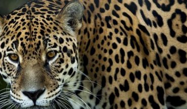 Hallan jaguar atropellado en carretera de Campeche