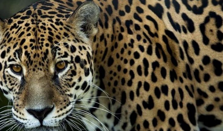 Hallan jaguar atropellado en carretera de Campeche