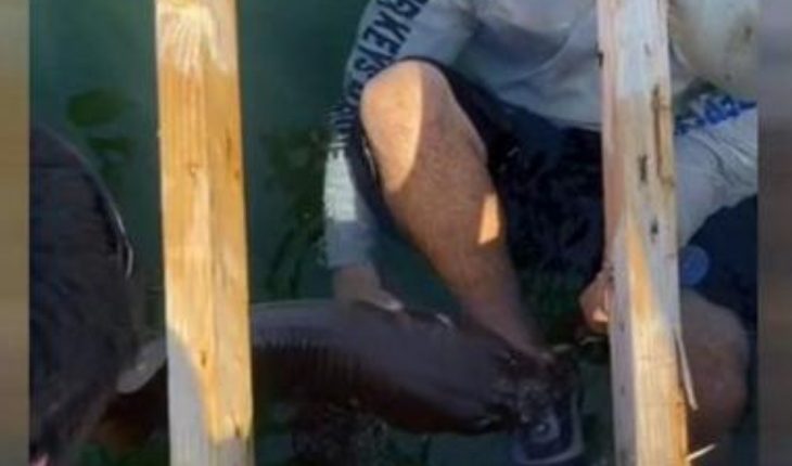 Joven en Florida es mordido por tiburón nodriza durante 15 minutos
