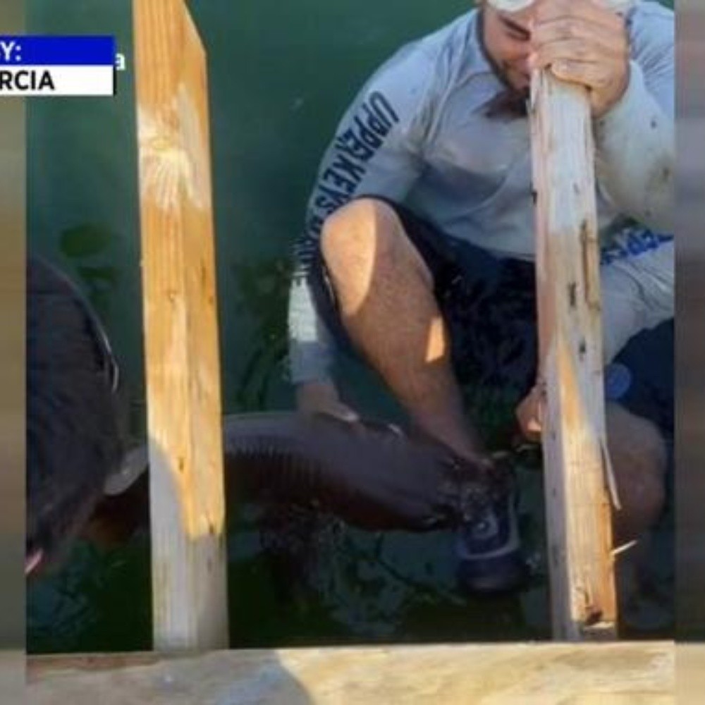 Joven en Florida es mordido por tiburón nodriza durante 15 minutos