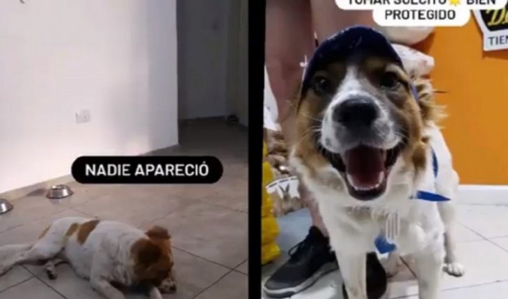La historia de Bruno: el perro que abandonaron y no dejaban entrar al edificio
