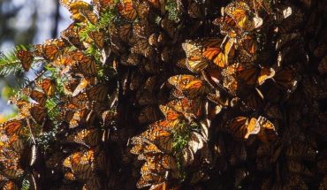 Michoacán se alista para recibir a las Mariposas Monarca
