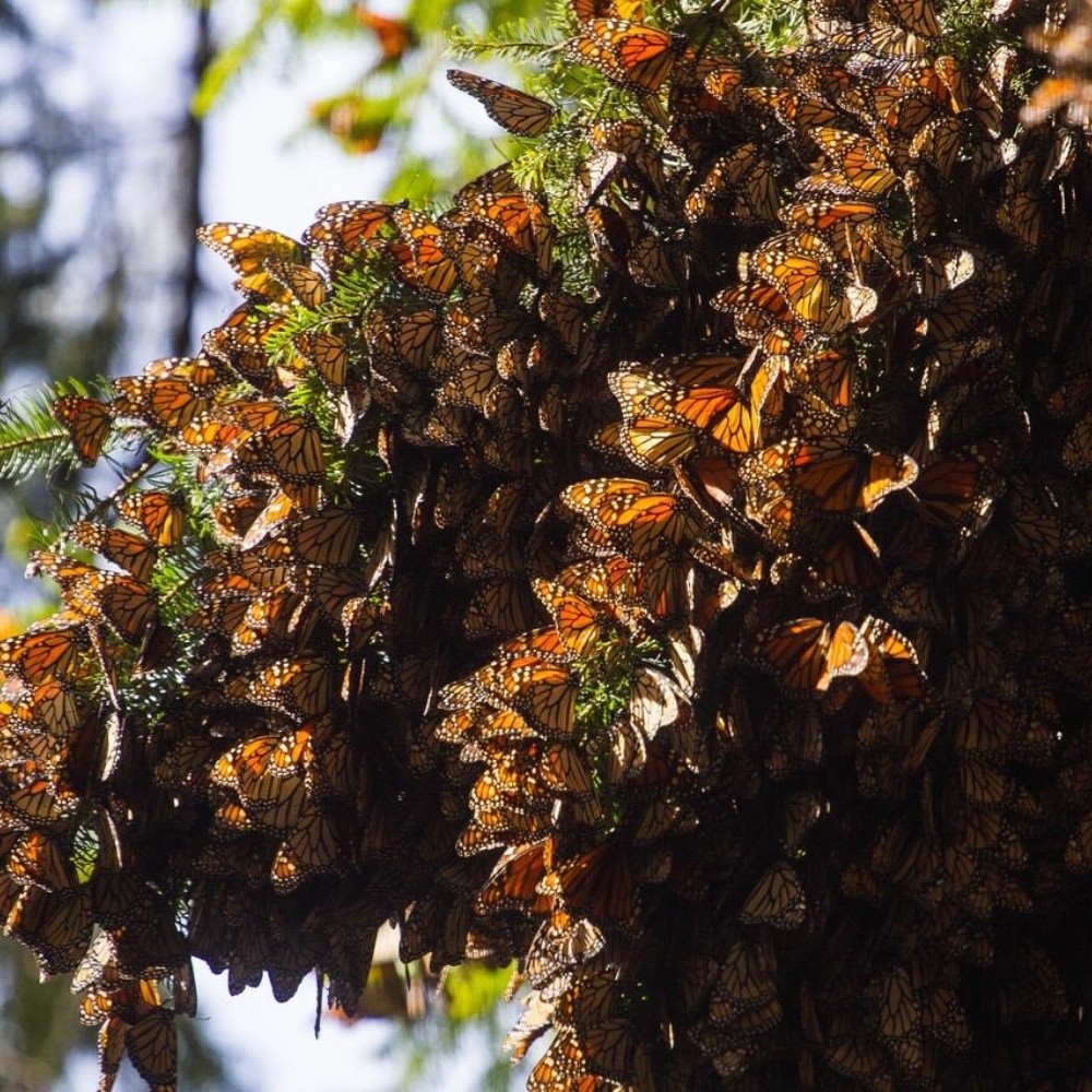Michoacán se alista para recibir a las Mariposas Monarca