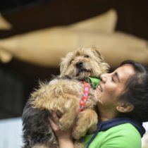 Salud para mascotas: altos costos en atención de especialidades y exámenes médicos ponen en riesgo el cumplimento de Ley de Tenencia Responsable
