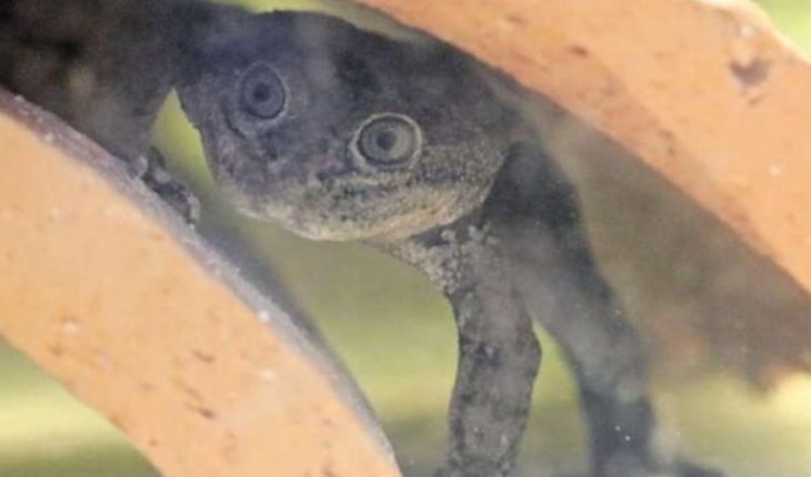 translated from Spanish: About 200 Loa frogs were born at the National Zoo