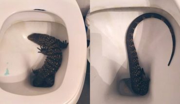 translated from Spanish: He went to the bathroom at his house and found a lizard in the toilet