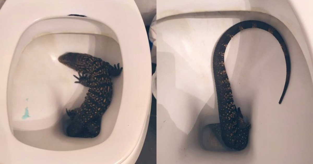 He went to the bathroom at his house and found a lizard in the toilet