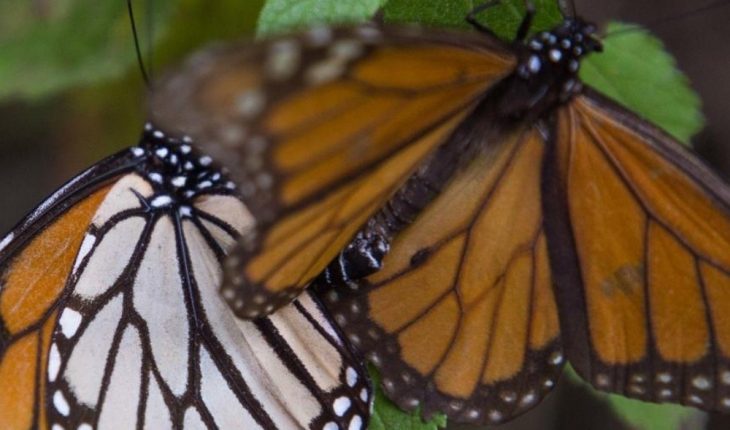 translated from Spanish: Monarch Butterfly Sanctuary could be closed by Covid-19