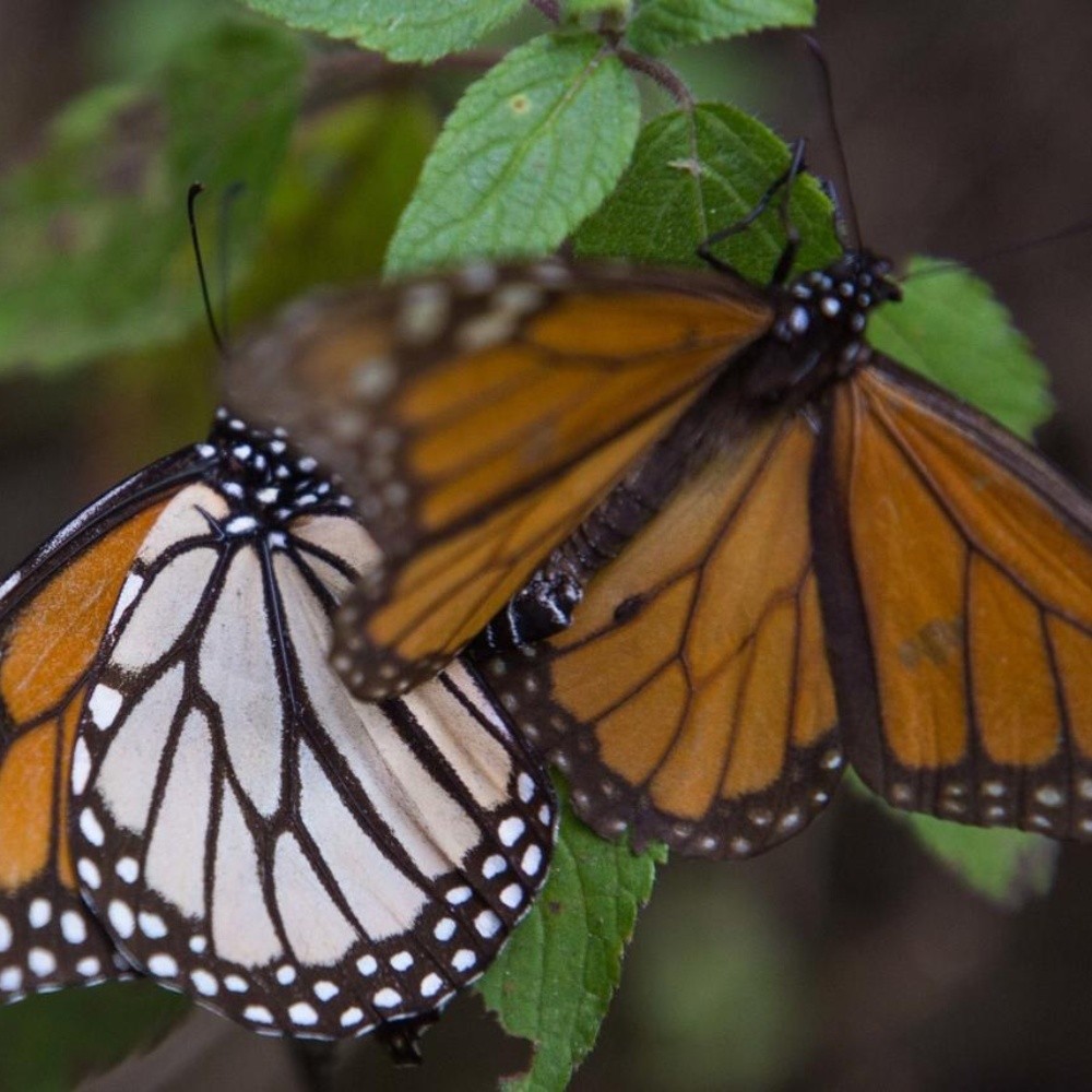 Monarch Butterfly Sanctuary could be closed by Covid-19