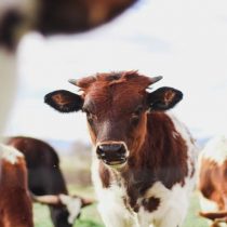New farm animal research platform launched in Chile