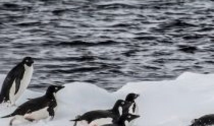 translated from Spanish: Warn impact of krill capture during warm winters on Antarctic penguin populations