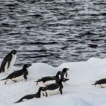 Warn impact of krill capture during warm winters on Antarctic penguin populations