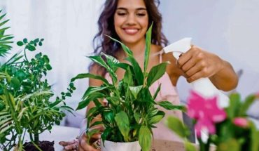 Amantes de las plantas dan tips para cuidarlas en redes sociales