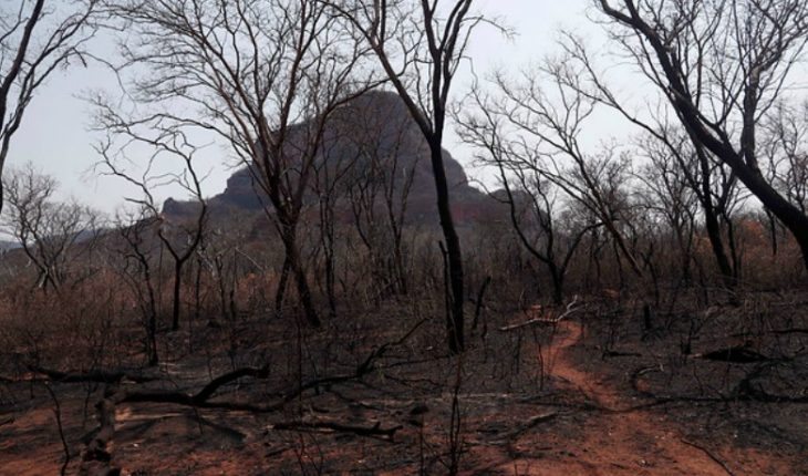 Brasil: deforestación de la Amazonía marca récord desde 2008