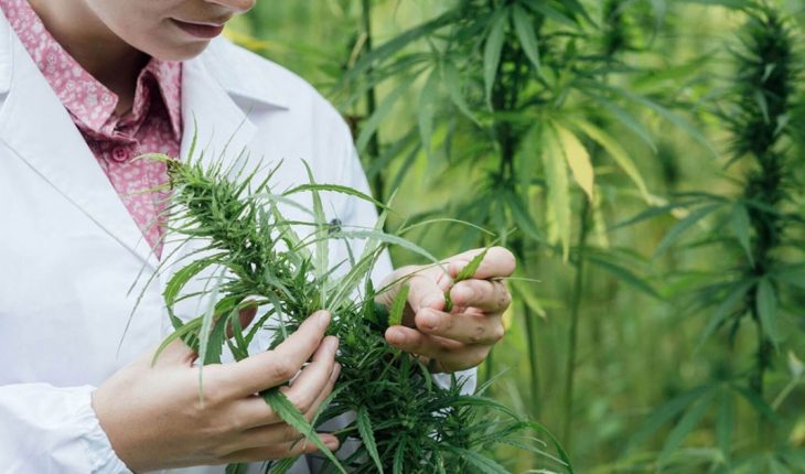 Cannabis medicinal: obtuvo dictamen y podría ser ley la semana que viene