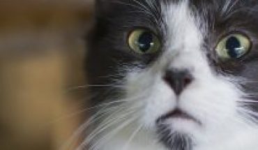 Colegio Médico Veterinario reafirma que contagio de Covid-19 en gatos sería solo desde personas