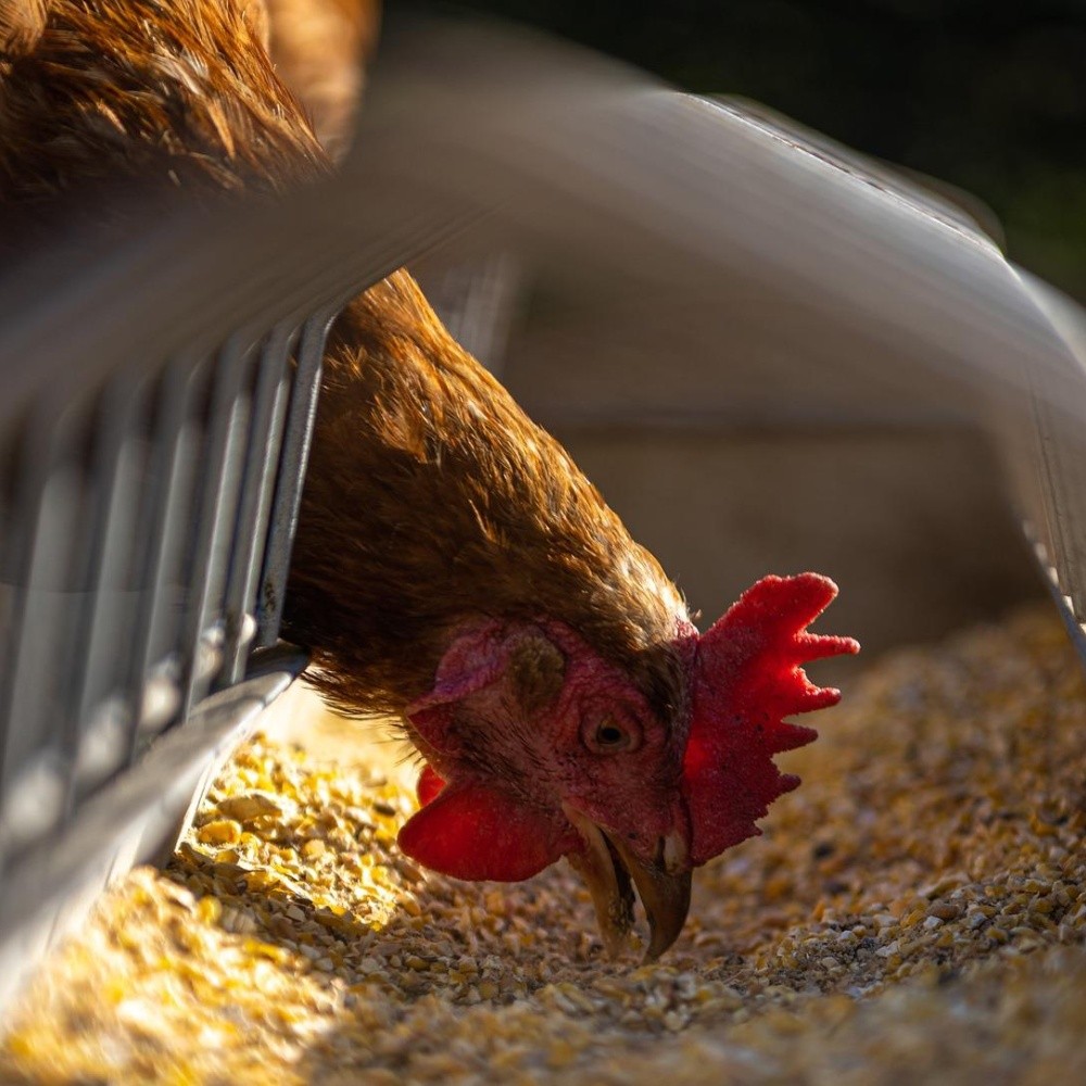 Detectan gripe aviar en Iglaterra, sacrifican miles de aves