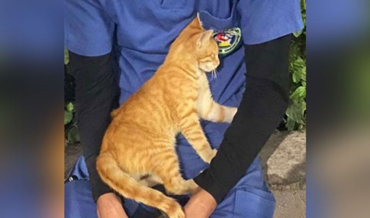Gato callejero ve a enfermero agotado y se le acerca para acompañarlo