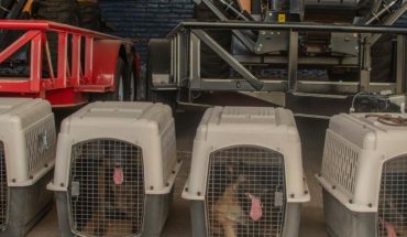 Perros entrenados buscarán a personas desaparecidas en Sinaloa