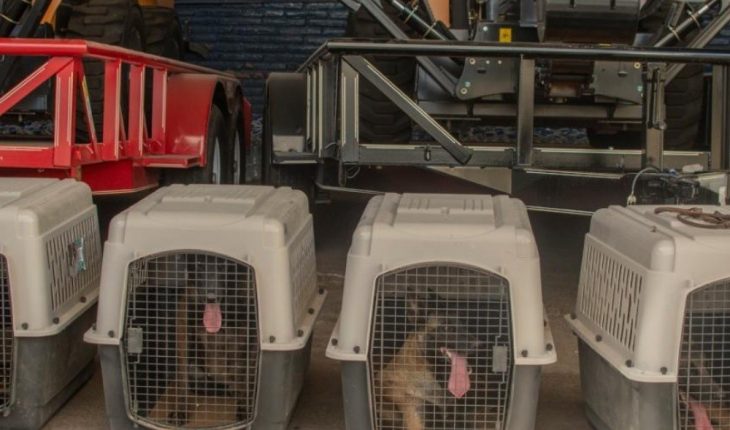 Perros entrenados buscarán a personas desaparecidas en Sinaloa