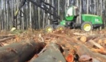 Presupuesto 2021: ¿Continuará financiando monocultivos forestales?