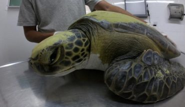 Regresan al mar con éxito una tortuga cabezona de 59 kilos que quedó enredada