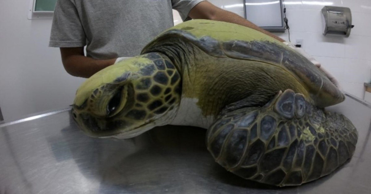 Regresan al mar con éxito una tortuga cabezona de 59 kilos que quedó enredada