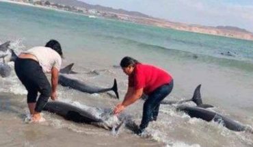 Rescatan a decenas de delfines varados en playas de Sonora