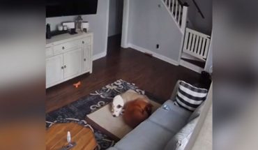 Revisa cámara de seguridad y descubre a su perro “cuidando a su amigo” que estaba enfermo