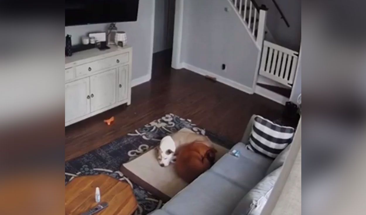 Revisa cámara de seguridad y descubre a su perro "cuidando a su amigo" que estaba enfermo