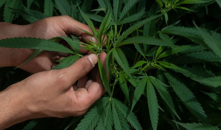 Senadores retiran dictamen de regulación de cannabis para hacer cambios
